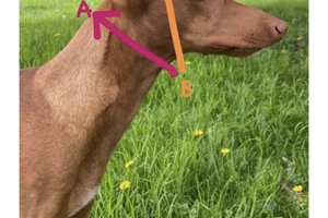 Honey Bee Collar (Martingale, Limited Slip , Flat Buckle & Combo Collar)