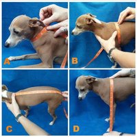SuperFuzz Sharks - 2 Leg & 4 Leg