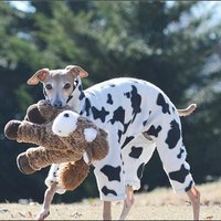 MooMoo Cow Pajamas - Vest/2 leg/4 leg