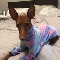 Cotton Candy Galaxy 2 Leg, 4 leg, And Vest Dog Pajama