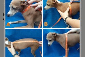 Stripe Light Weight Summer Sweaters // Vests for dogs