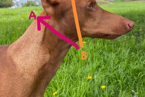 Non Adjustable Neon Tassel Collars