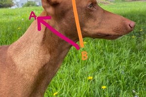 Cuss dog collar- 3 colors and styles