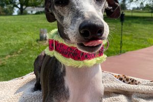 Cuss dog collar- 3 colors and styles