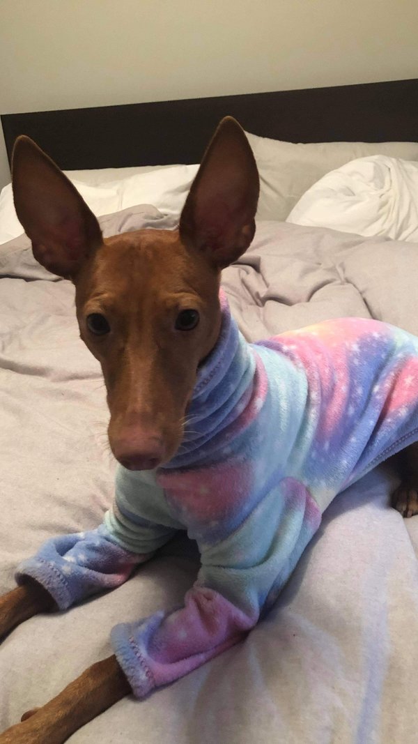 Cotton Candy Galaxy 2 Leg, 4 leg, And Vest Dog Pajama